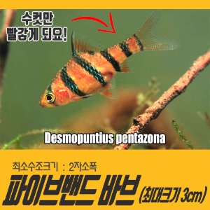 파이브밴드 바브 3cm내외 (10마리) Desmopuntius pentazona