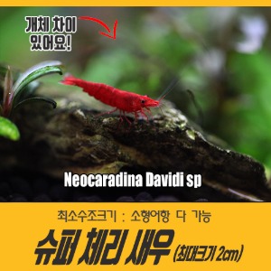 블러드메리 새우 (10마리) Neocaridina davidi sp