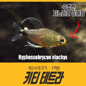 키티 테트라 (10마리) Hyphessobrycon elachys