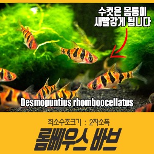 롬베우스 바브 2cm내외 (10마리) Desmopuntius rhomboocellatus
