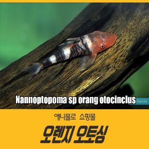 오렌지 오토싱 (1마리) Nannoptopoma sp
