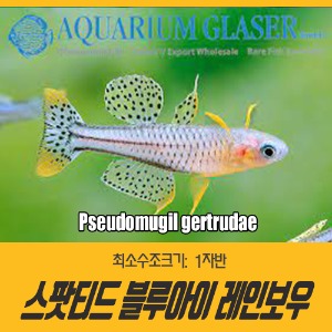 스팟티드 블루아이 레인보우피쉬 (4마리) Pseudomugil gertrudae